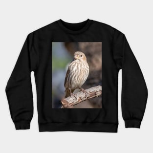 A Very Sweet Female House Finch Posing Prettily Crewneck Sweatshirt